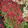 Heuchera 'Paris'®