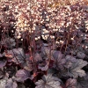 Heuchera 'Shanghai'®