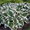 Hosta fortunei 'Minuteman'