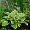 Hosta 'Sagae'