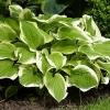 Hosta 'So Sweet'