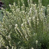 Hyssopus officinalis 'Albus'