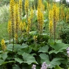 Ligularia sibirica