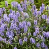 Nepeta nervosa 'Blue Carpet'