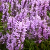 Nepeta nervosa 'Pink Cat'