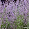 Perovskia atriplicifolia 'Blue Spire'