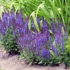 Salvia x superba 'Merleau Blue'