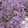 Thalictrum delavayi 'Hewitt's Double'