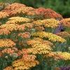 Achillea millefolium 'Terracotta'