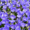 Campanula carpatica 'Tiefblaue Clips'