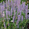 Agastache 'Blue Fortune'