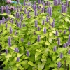 Agastache rugosa 'Golden Jubilee'