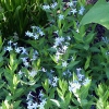 Amsonia 'Blue Ice'