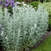 Artemisia ludoviciana 'Silver Queen'