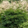 Aruncus aethusifolius 'Horatio'