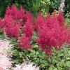 Astilbe arendsii 'Spinell'