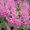 Astilbe chinensis 'Vision in Pink'®
