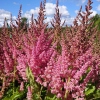 Astilbe chinensis 'Vision in Pink'®