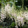 Astilbe chinensis 'Vision in White'®