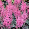 Astilbe crispa 'Moulin Rouge'®