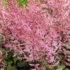 Astilbe simplicifolia 'Dunkellachs'