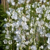 Campanula persicifolia Grandiflora 'Alba'