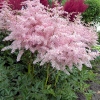 Astilbe simplicifolia 'Pink Lightning'®