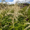 Astilbe thunbergii 'Prof. van der Wielen'