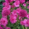 Astrantia major 'Venice'®