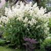 Persicaria polymorpha