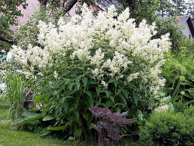 Горец изменчивый фото. Горец Персикария изменчивый. Горец полиморфный. Горец изменчивый полигонум полиморфа. Растение Горец изменчивый.