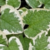 Brunnera macrophylla 'Variegata'