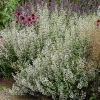 Calamintha nepeta 'Weißer Riese'