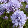 Campanula glomerata 'Caroline'