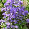 Campanula glomerata 'Freya'®