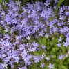 Campanula poscharskyana