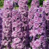 Delphinium Highlander 'Flamenco'®