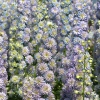 Delphinium Highlander 'Moonlight'®