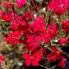 Dianthus deltoides 'Brilliant'