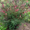 Dicentra spectabilis 'Valentine'®