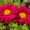 Tanacetum coccineum 'Robinsons Rot'