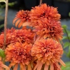Echinacea 'Marmalade'®