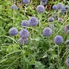 Echinops ritro 'Veitch's Blue'