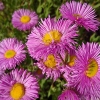 Erigeron speciosus 'Rosa Juwel'