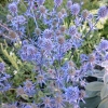 Eryngium planum 'Blaukappe'