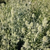 Eryngium planum 'White Glitter'