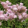 Filipendula rubra 'Venusta'