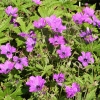 Geranium 'Patricia'