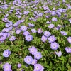 Geranium 'Rozanne'®