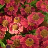 Helenium 'Rubinzwerg'